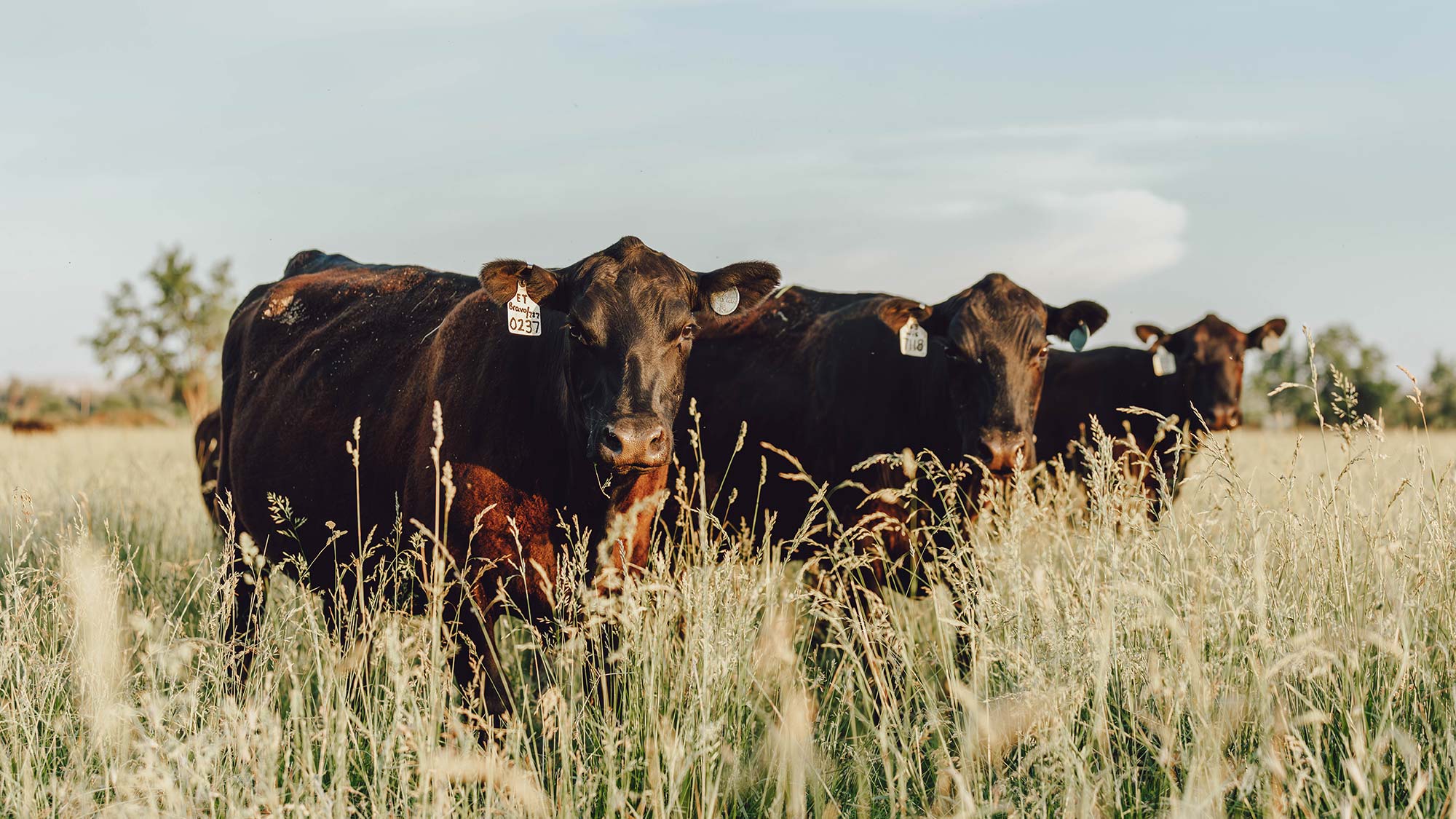 Females in Pasture